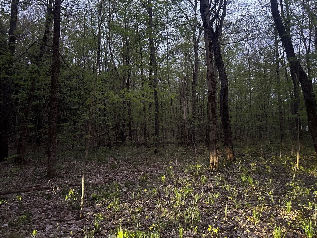 Otter Creek Trail, Greig, New York image 5