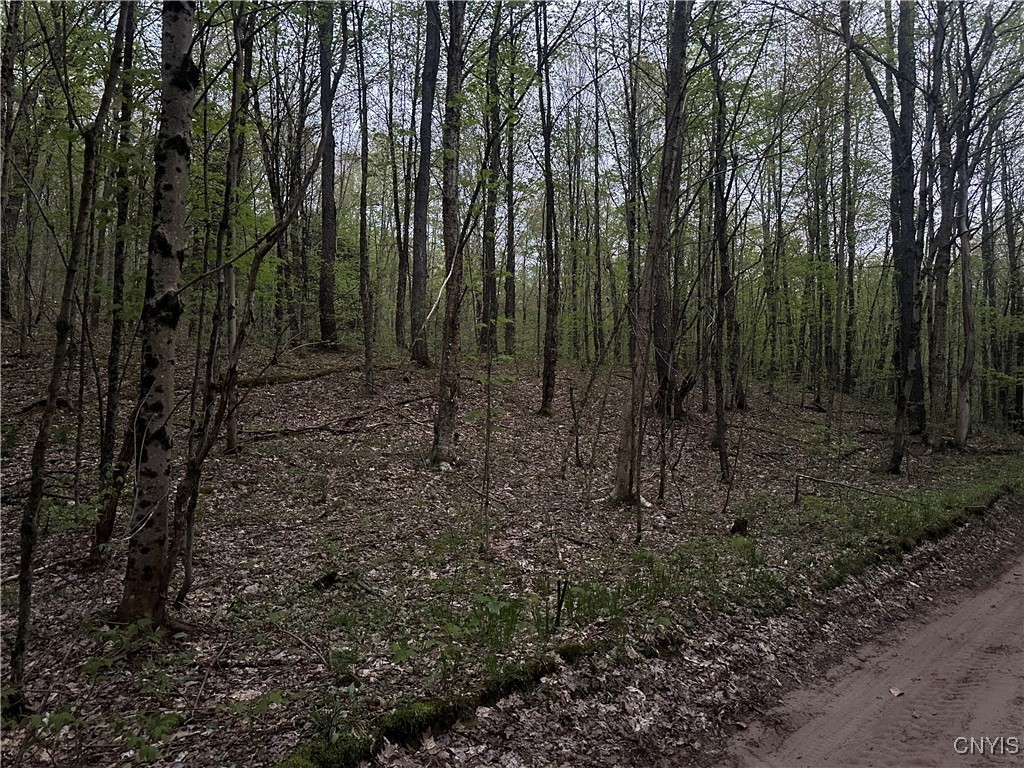 Otter Creek Trail, Greig, New York image 8
