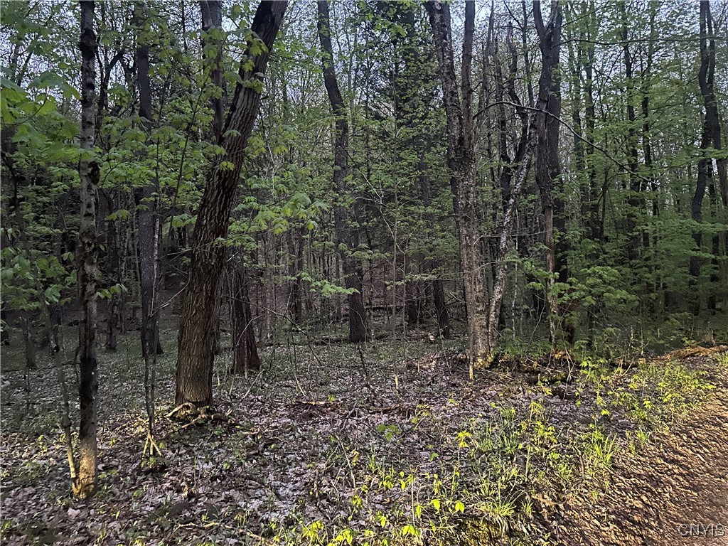 Otter Creek Trail, Greig, New York image 2