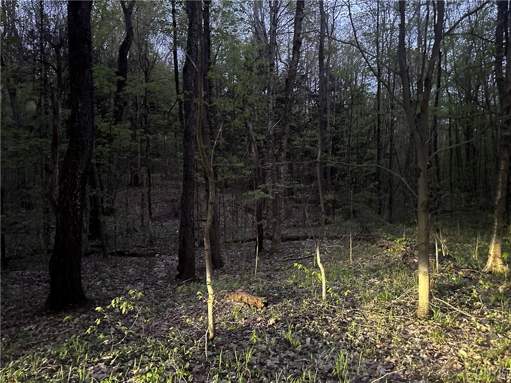 Otter Creek Trail, Greig, New York image 6
