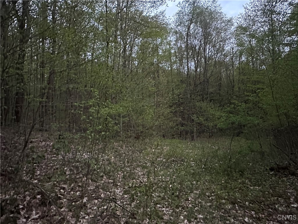 Otter Creek Trail, Greig, New York image 4