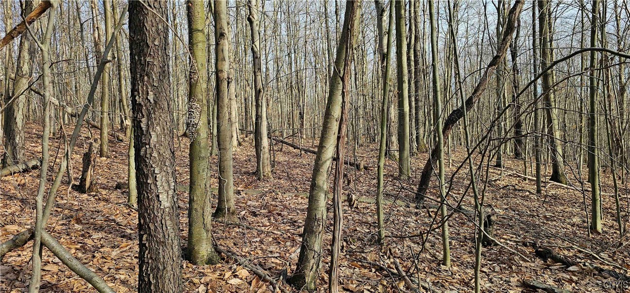 Barden Hill Road, Richford, New York image 16