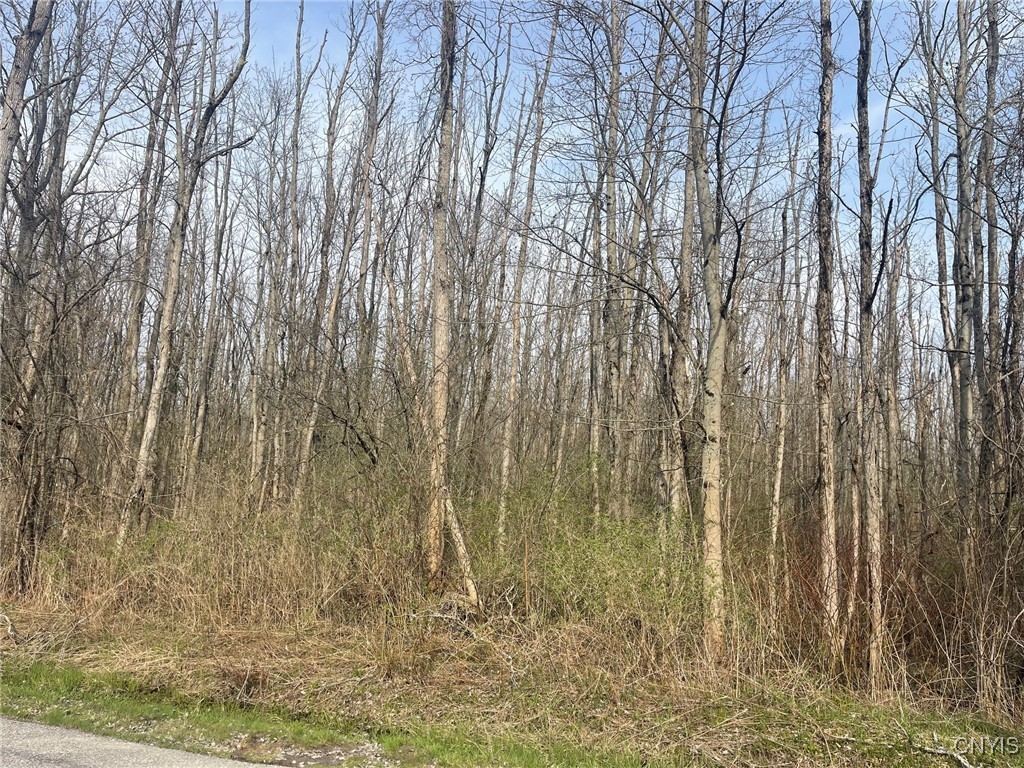 Lewis Point Road