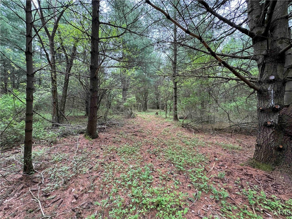 9682 Silsbee Road, Wayne, New York image 38