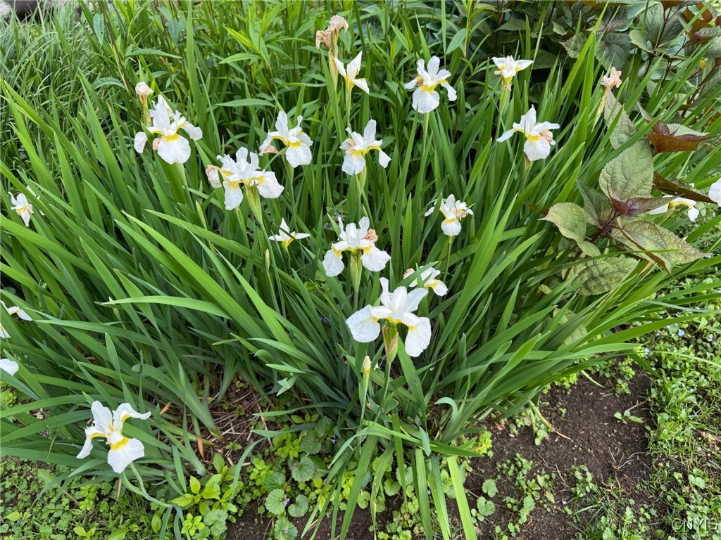 Camillus, New York 13031, United States, 4 Bedrooms Bedrooms, ,2 BathroomsBathrooms,Residential,Pending,153954