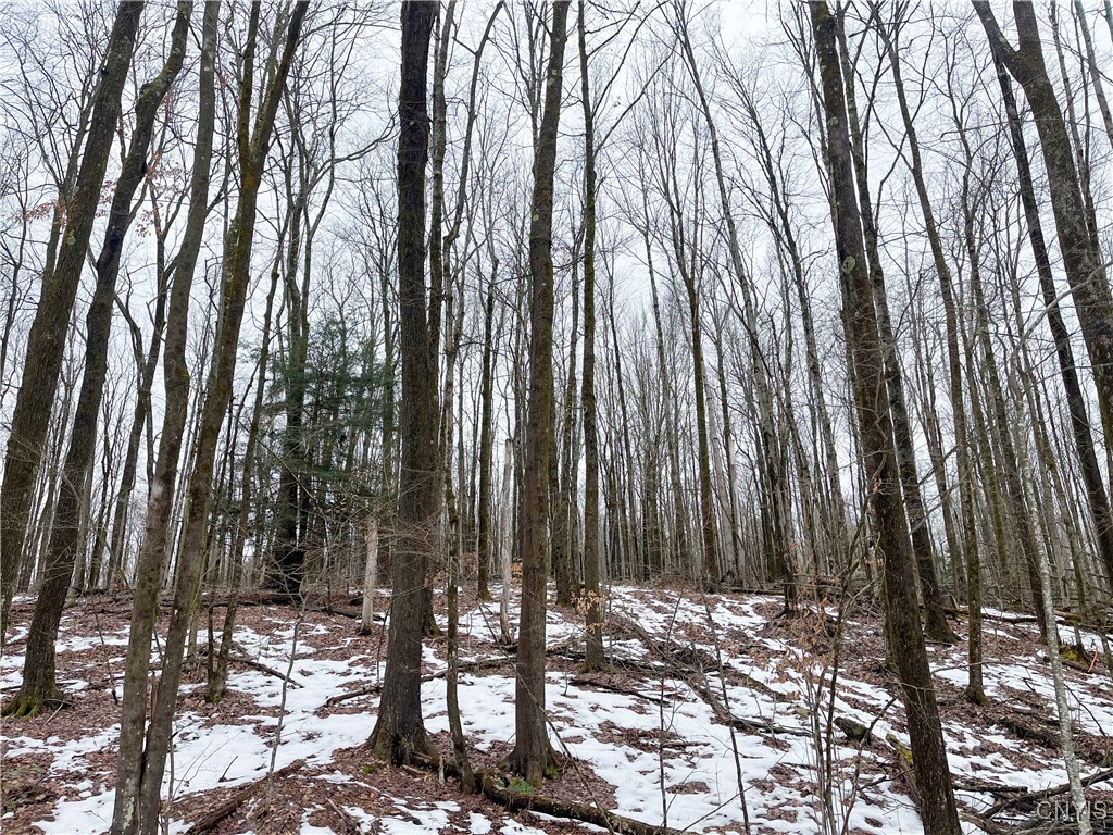 Thorpe Road, Sidney, New York image 3