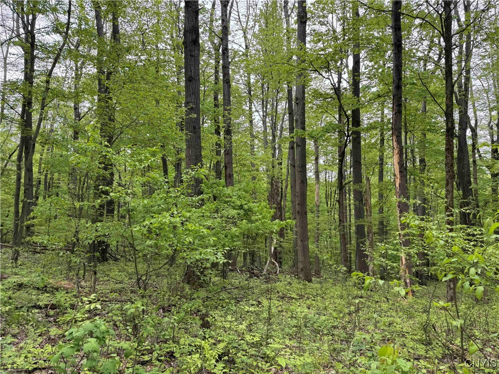 Jordan Hill Road, Clarksville, New York image 7
