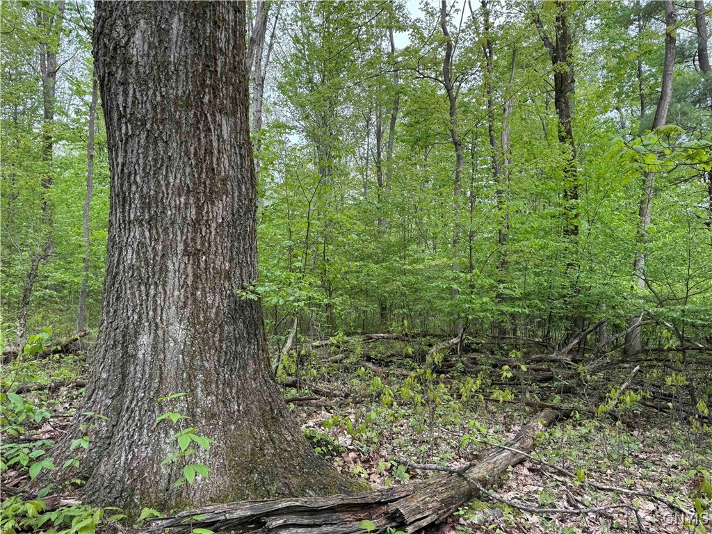 Jordan Hill Road, Clarksville, New York image 12