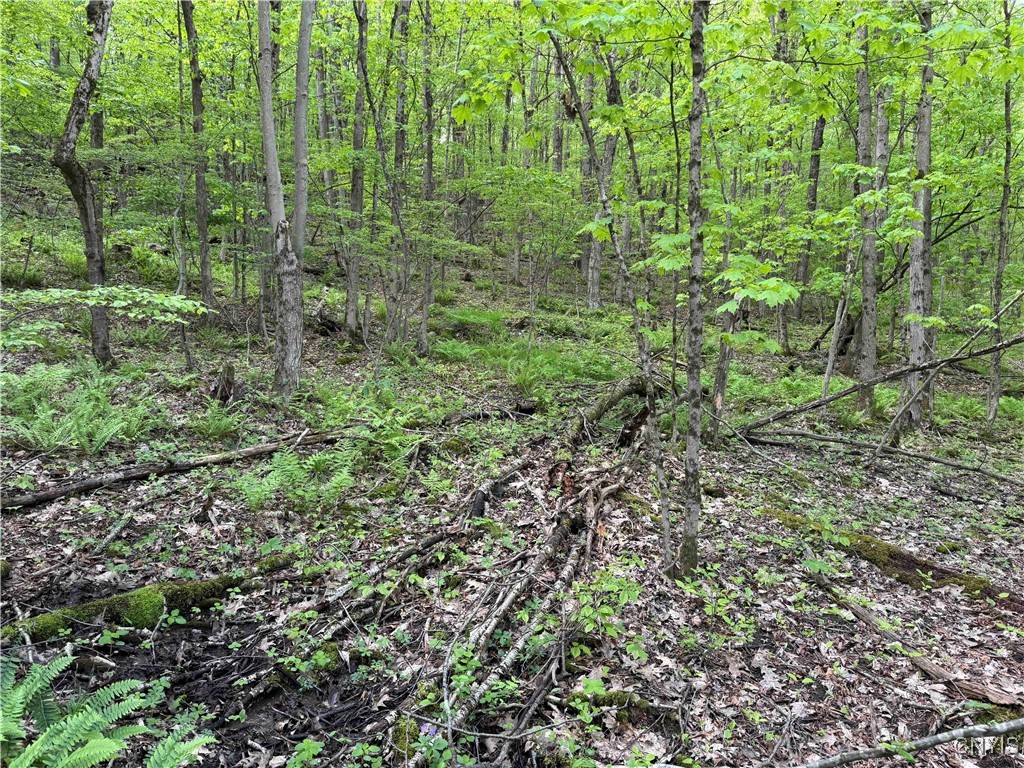 Jordan Hill Road, Clarksville, New York image 19