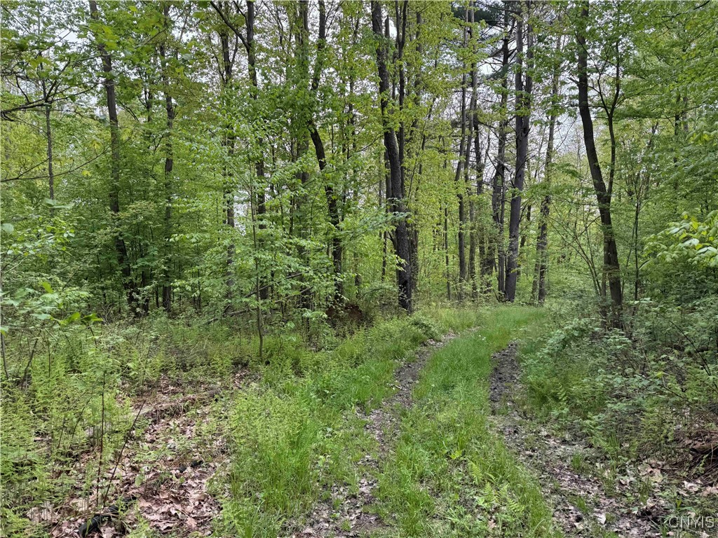 Jordan Hill Road, Clarksville, New York image 13