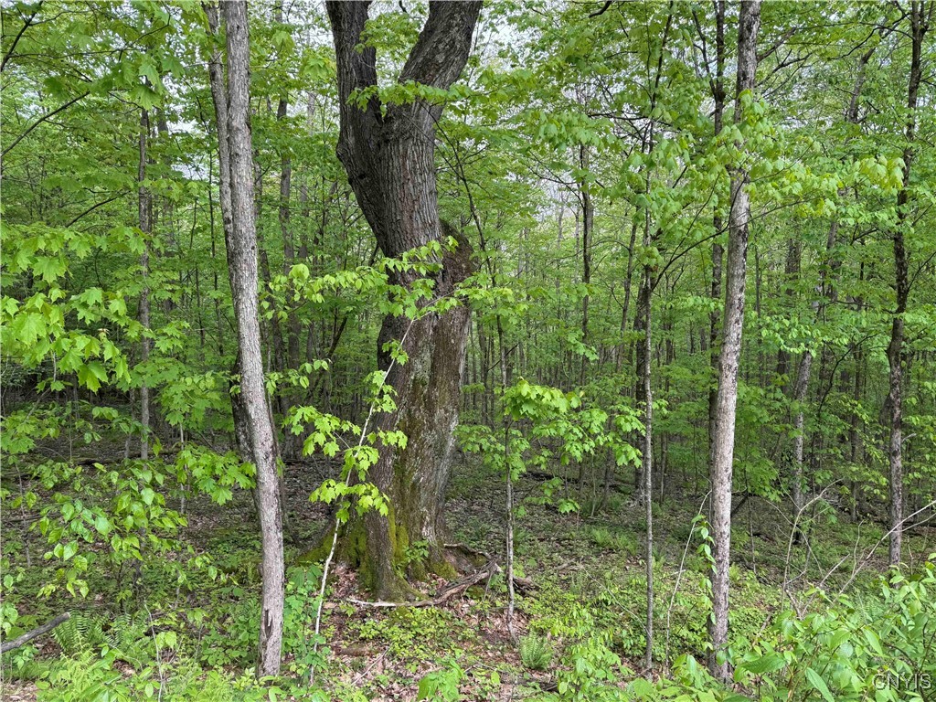 Jordan Hill Road, Clarksville, New York image 17