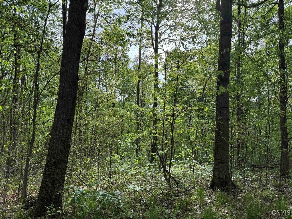 Jordan Hill Road, Clarksville, New York image 38