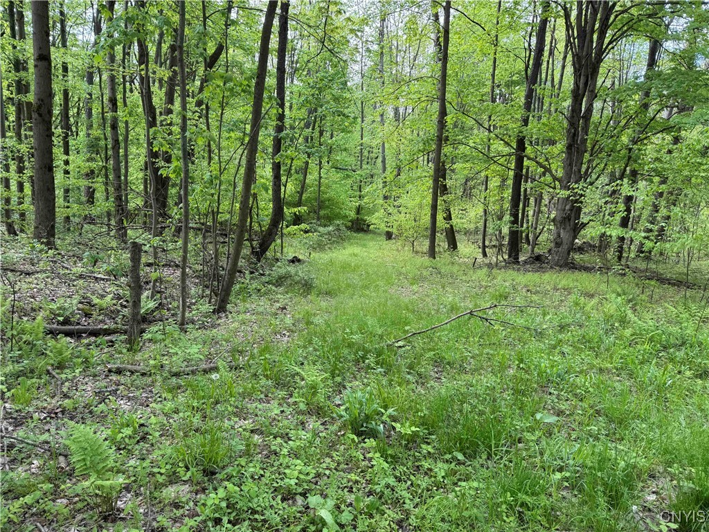 Jordan Hill Road, Clarksville, New York image 40