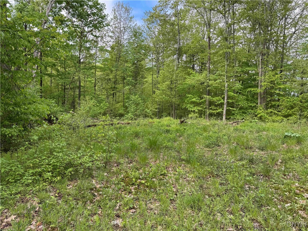 Jordan Hill Road, Clarksville, New York image 23
