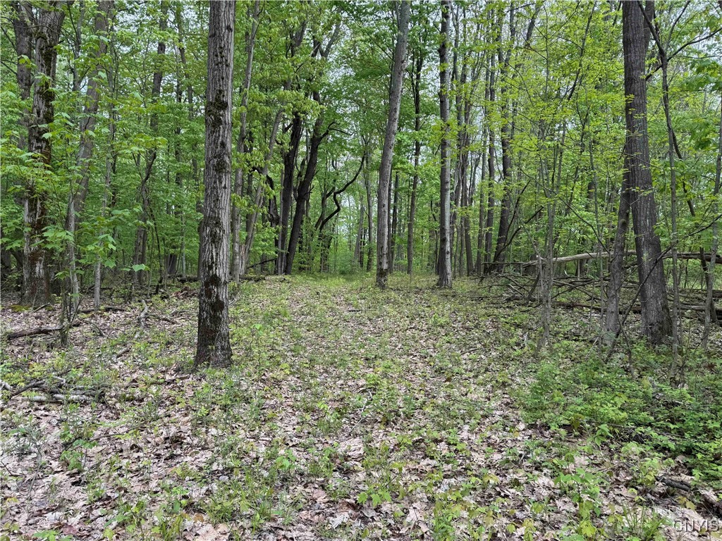 Jordan Hill Road, Clarksville, New York image 8