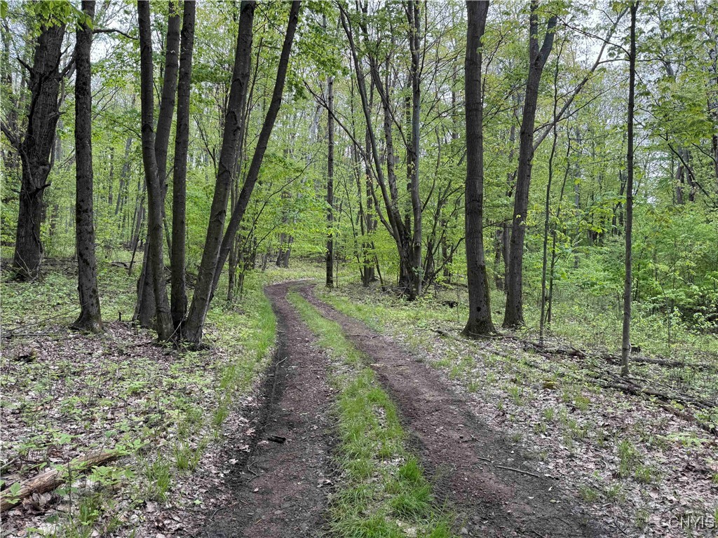 Jordan Hill Road, Clarksville, New York image 4
