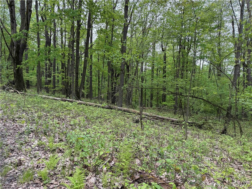 Jordan Hill Road, Clarksville, New York image 6