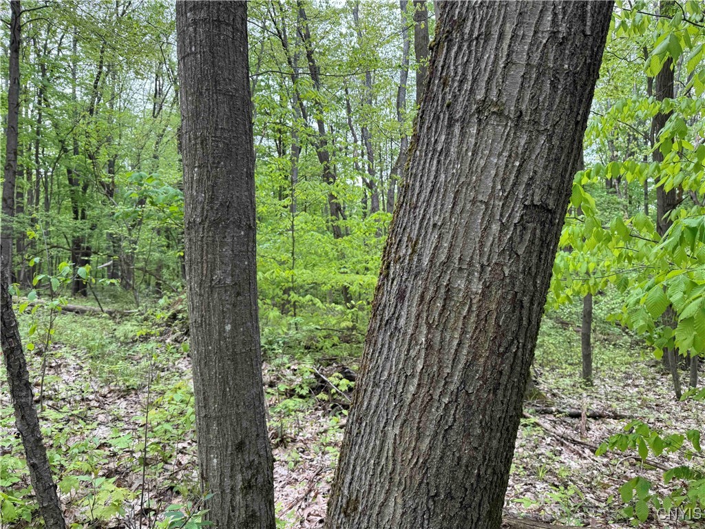 Jordan Hill Road, Clarksville, New York image 5