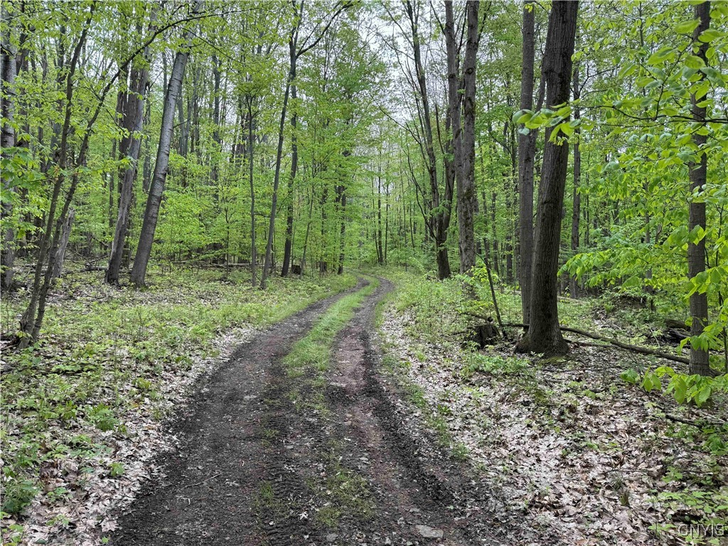 Jordan Hill Road, Clarksville, New York image 1