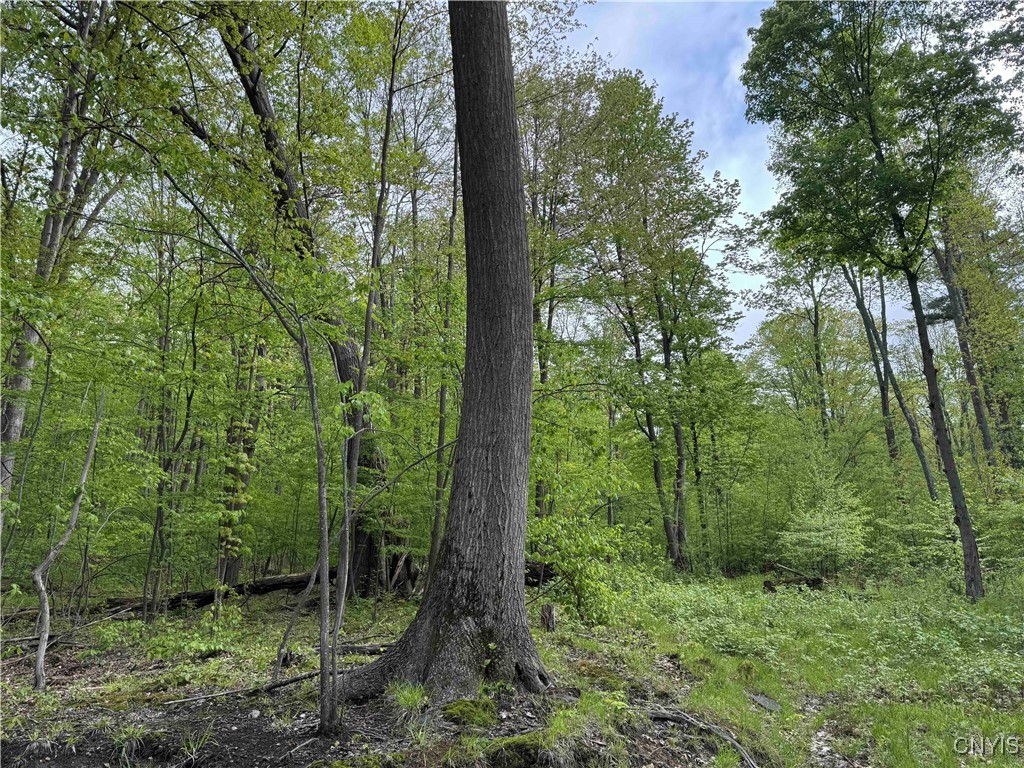 Jordan Hill Road, Clarksville, New York image 25