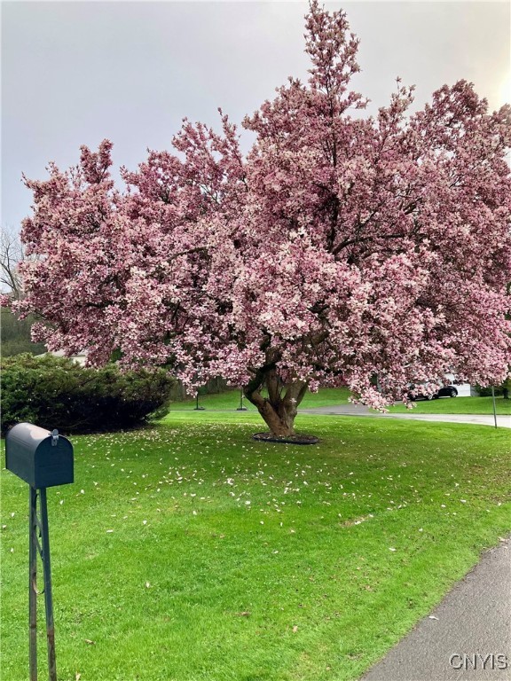107 Rosewell Meadow