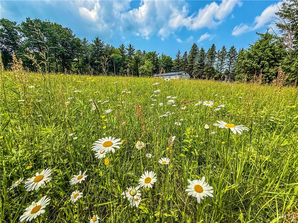 Syossett Drive, Cazenovia, New York image 3