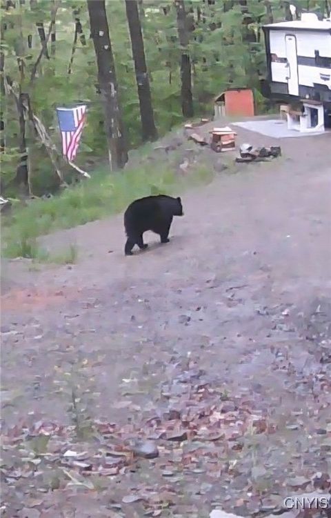 Tiny photo for 00 Beeman Hollow Road, Erwin, NY 14801 (MLS # S1655496)