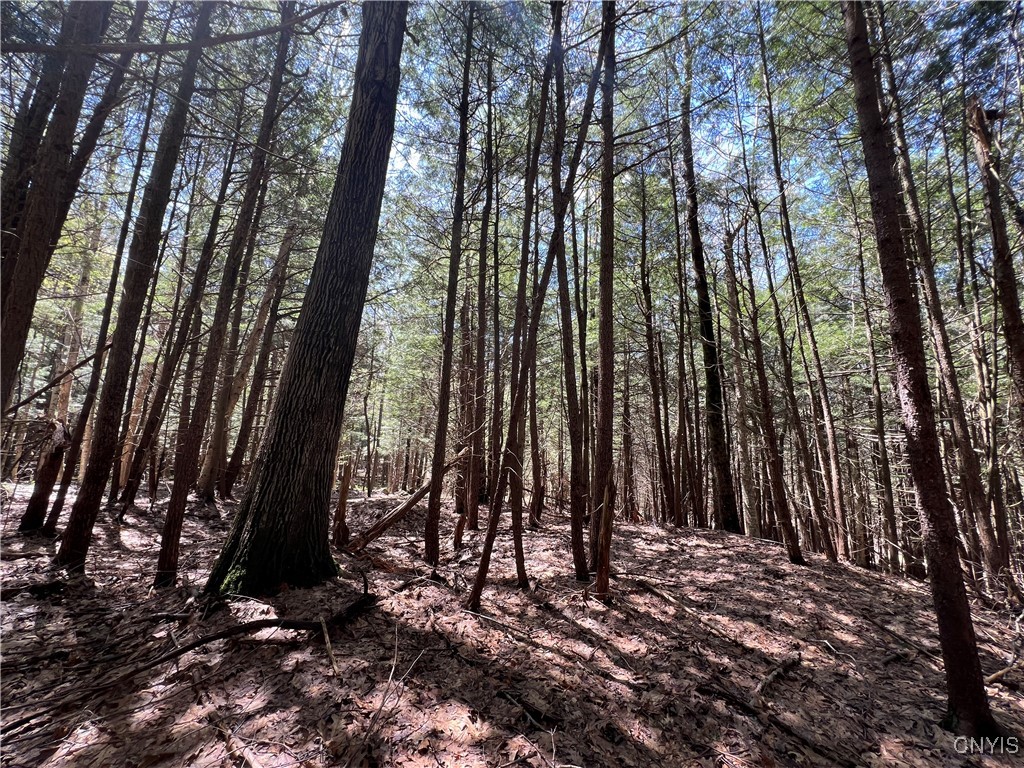 Hemlock Drive