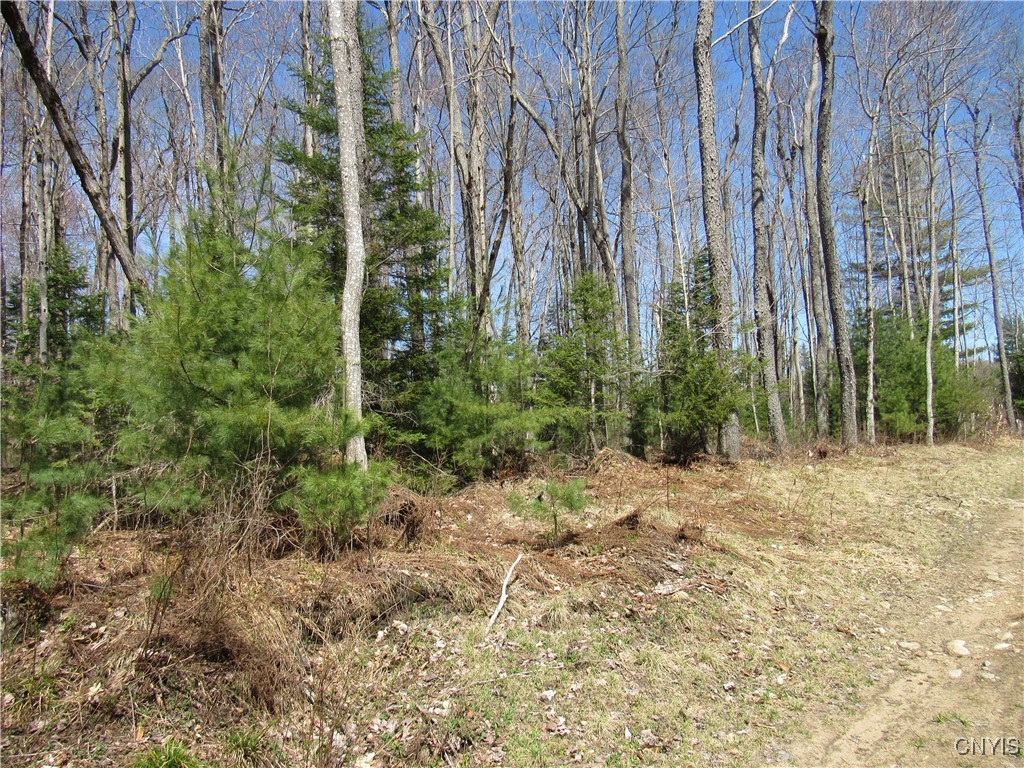 Alder Road, Forestport, New York image 5