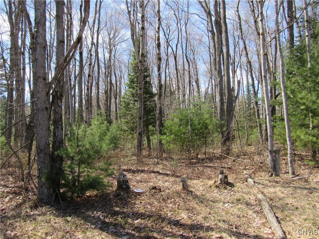 Alder Road, Forestport, New York image 13