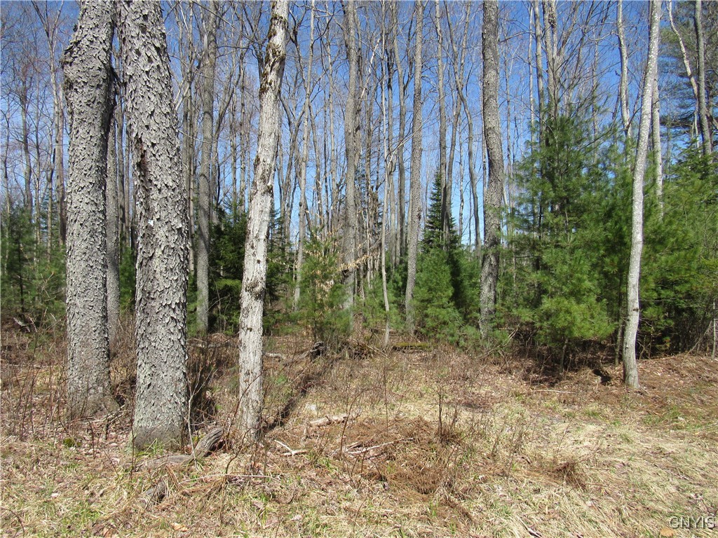 Alder Road, Forestport, New York image 7