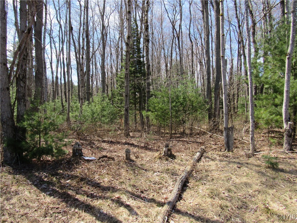 Alder Road, Forestport, New York image 12