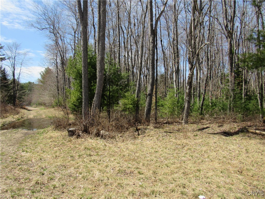 Alder Road, Forestport, New York image 14