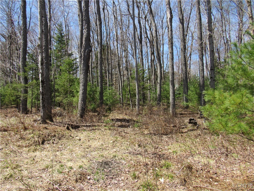 Alder Road, Forestport, New York image 15