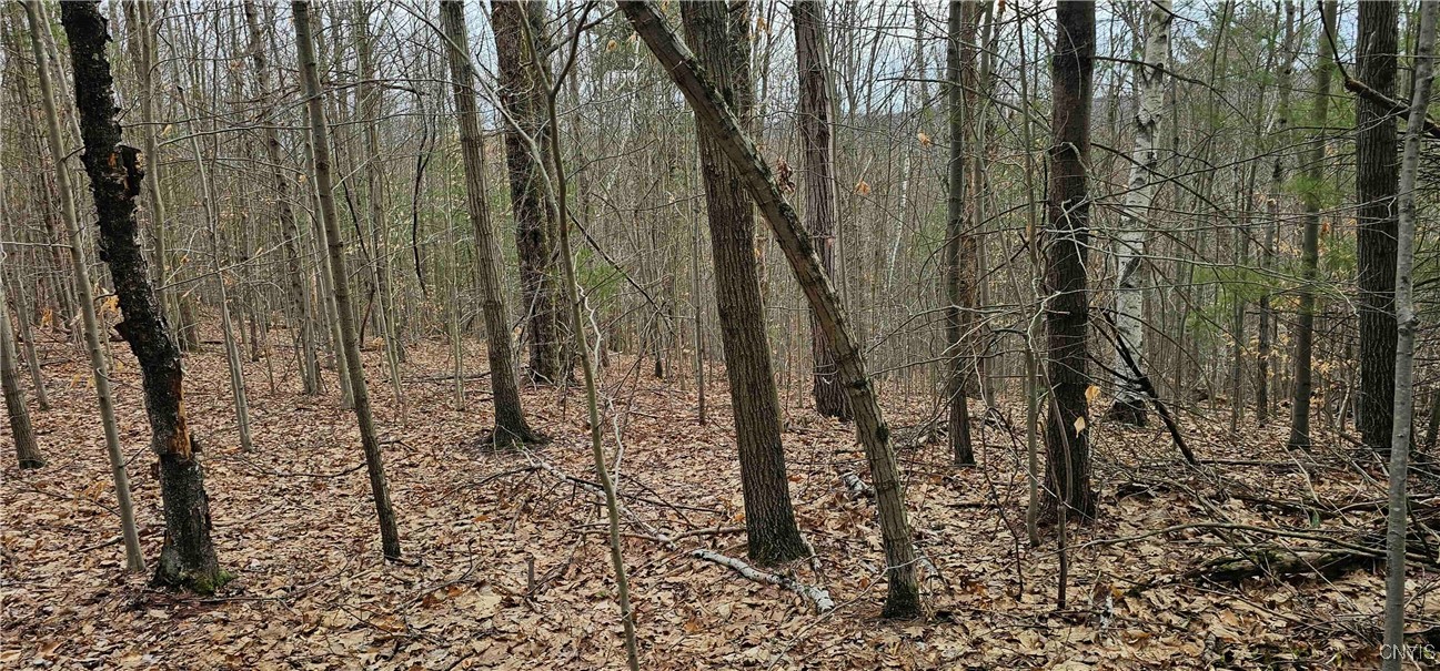 Thayer Road, Erin, New York image 38