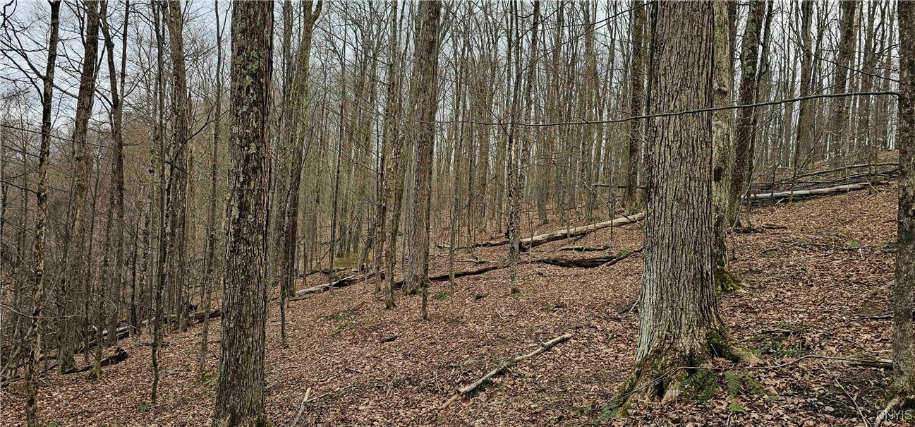 Thayer Road, Erin, New York image 24