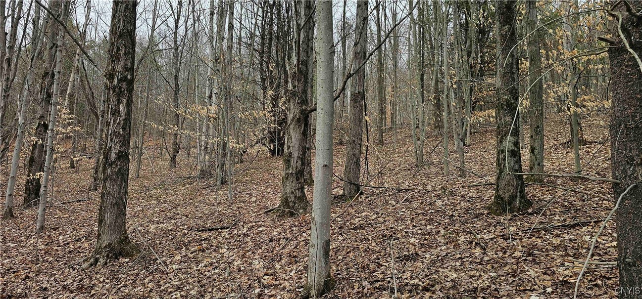 Thayer Road, Erin, New York image 16