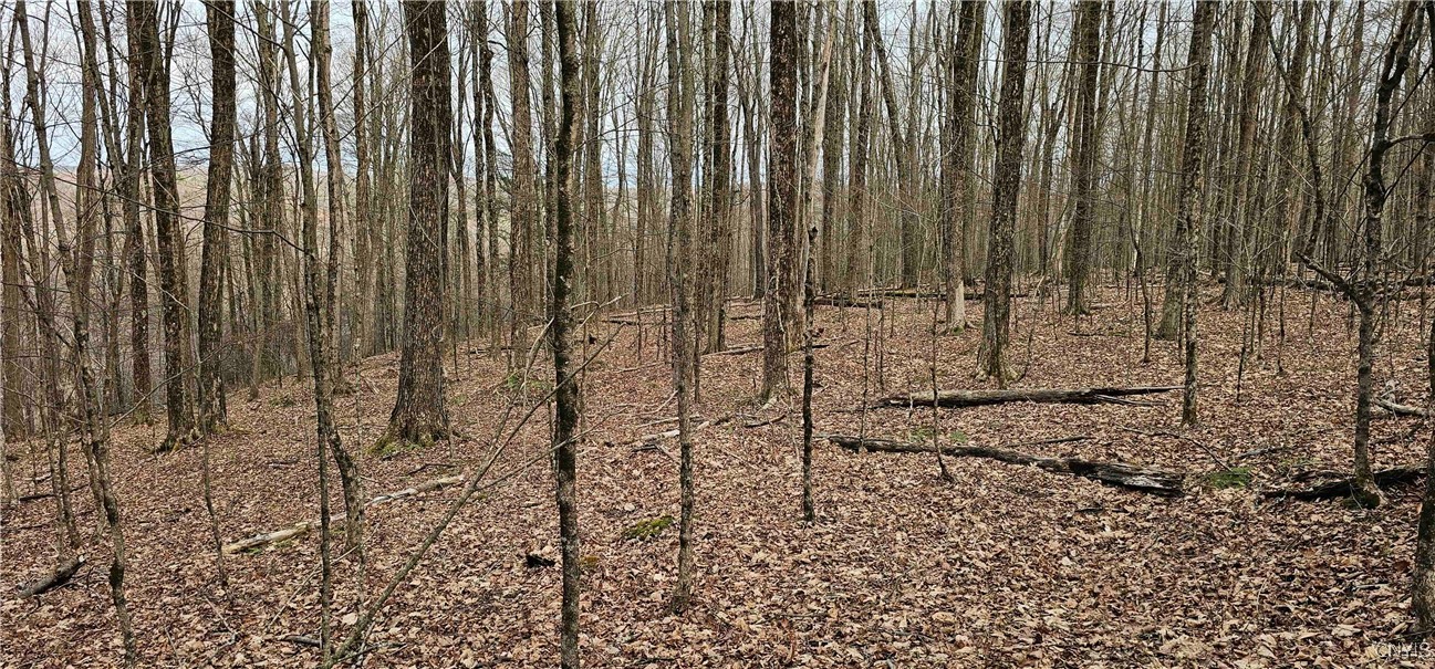 Thayer Road, Erin, New York image 34