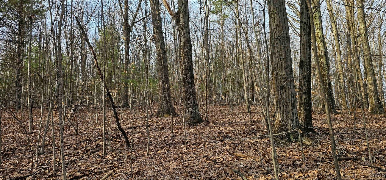 Thayer Road, Erin, New York image 7