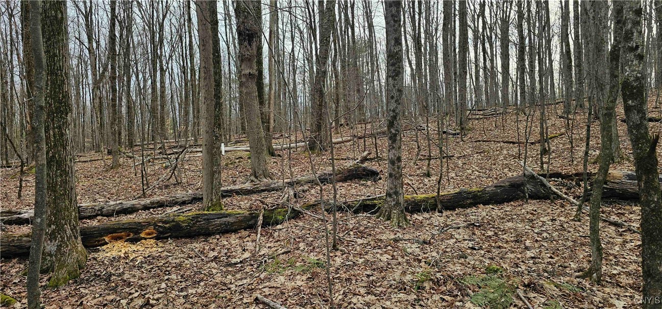 Thayer Road, Erin, New York image 13