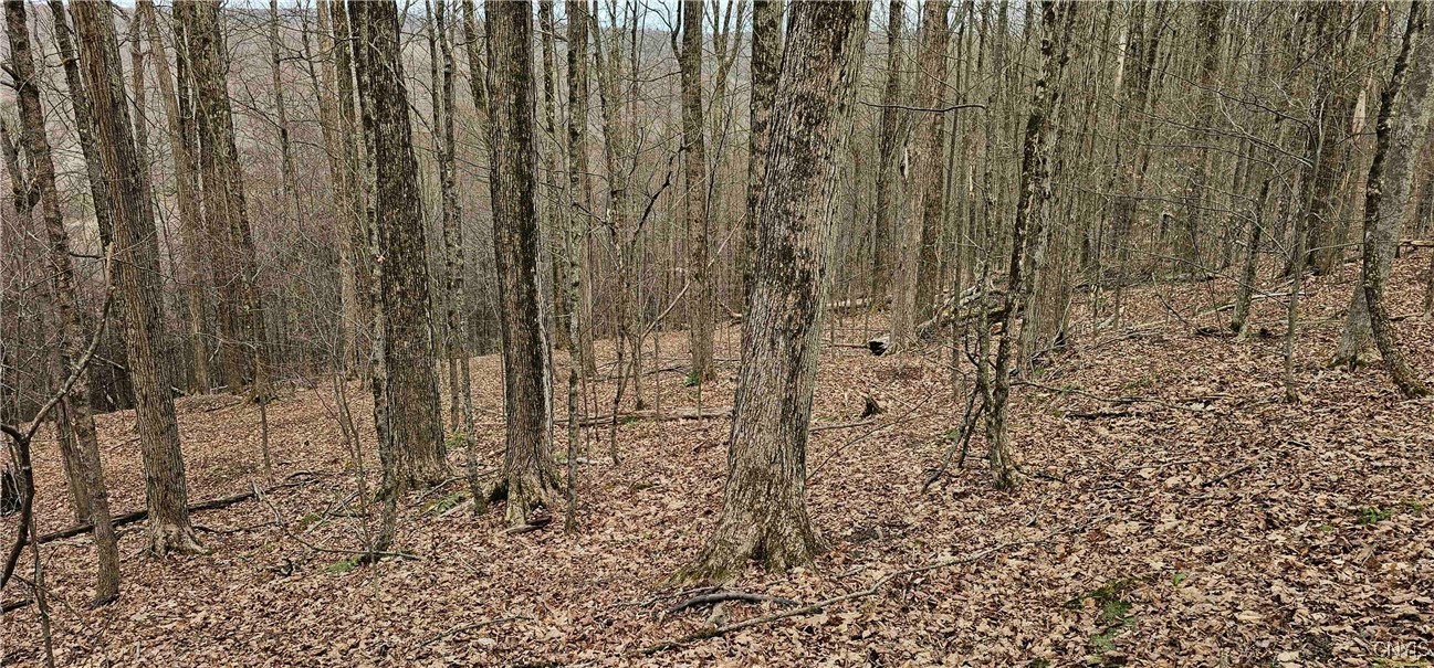 Thayer Road, Erin, New York image 22