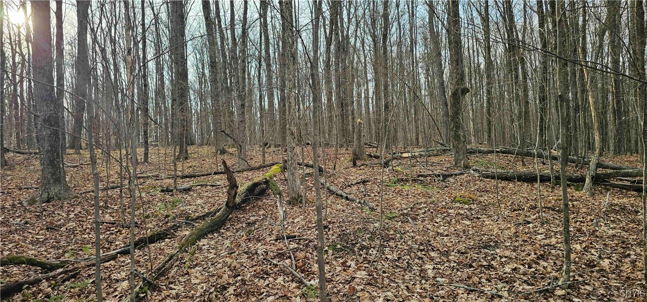 Thayer Road, Erin, New York image 2