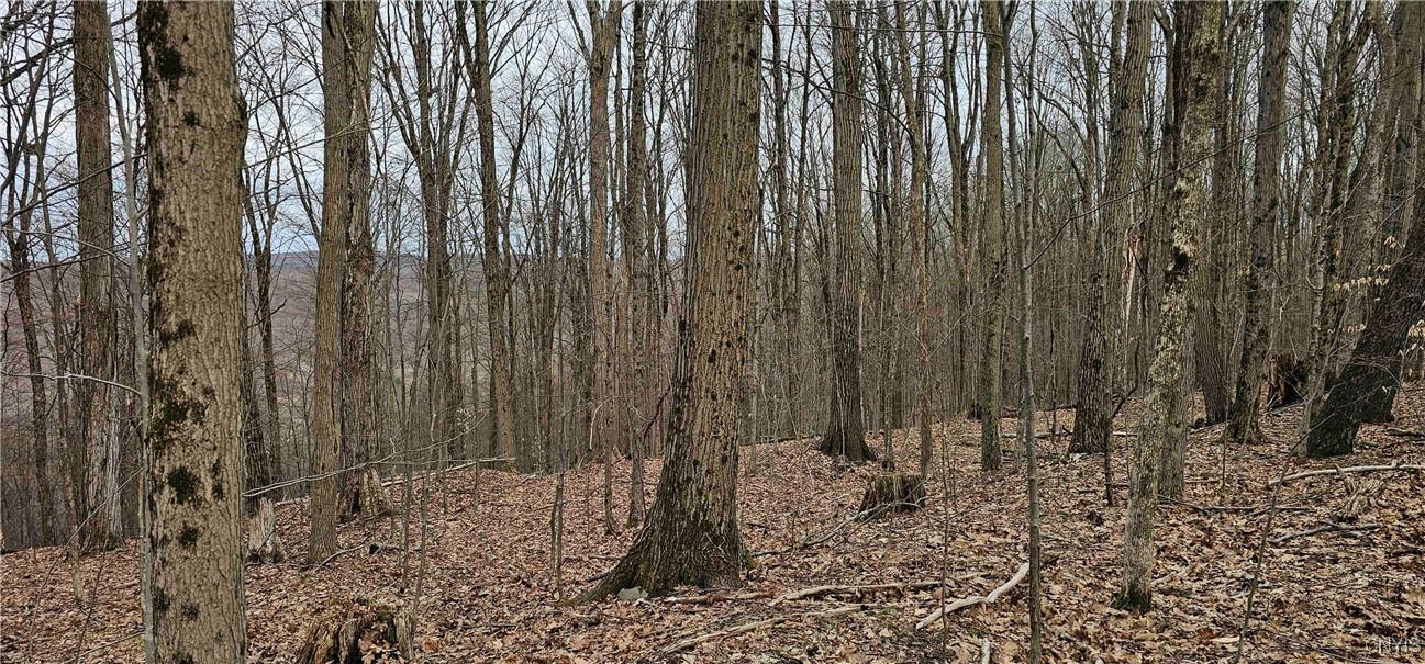 Thayer Road, Erin, New York image 18