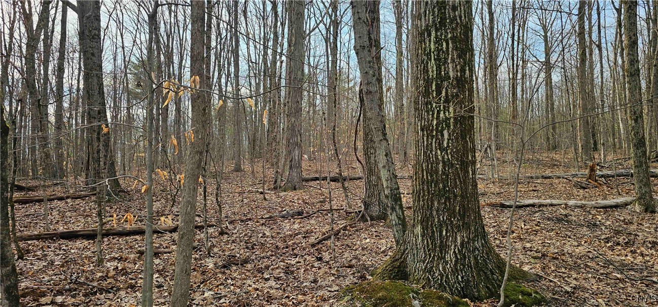Thayer Road, Erin, New York image 6