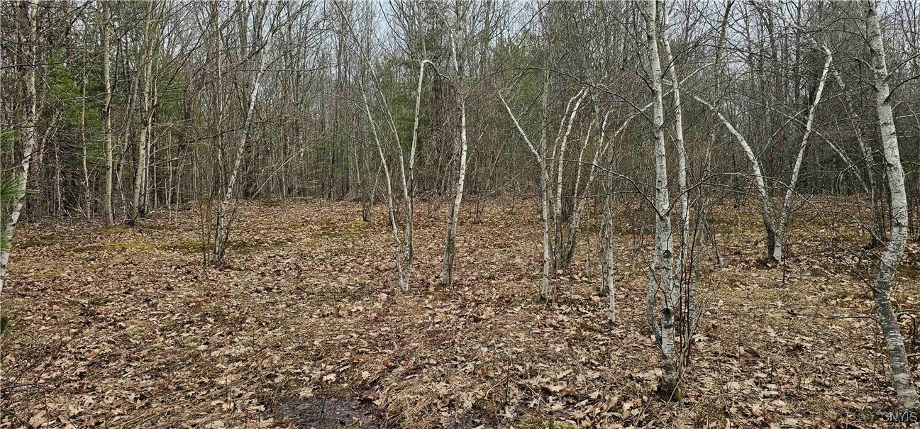 Thayer Road, Erin, New York image 39