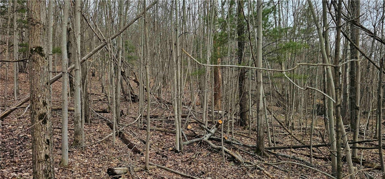 Thayer Road, Erin, New York image 41