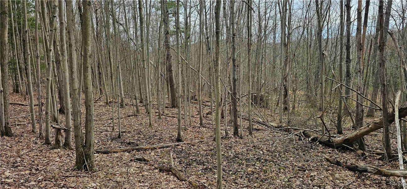 Thayer Road, Erin, New York image 15