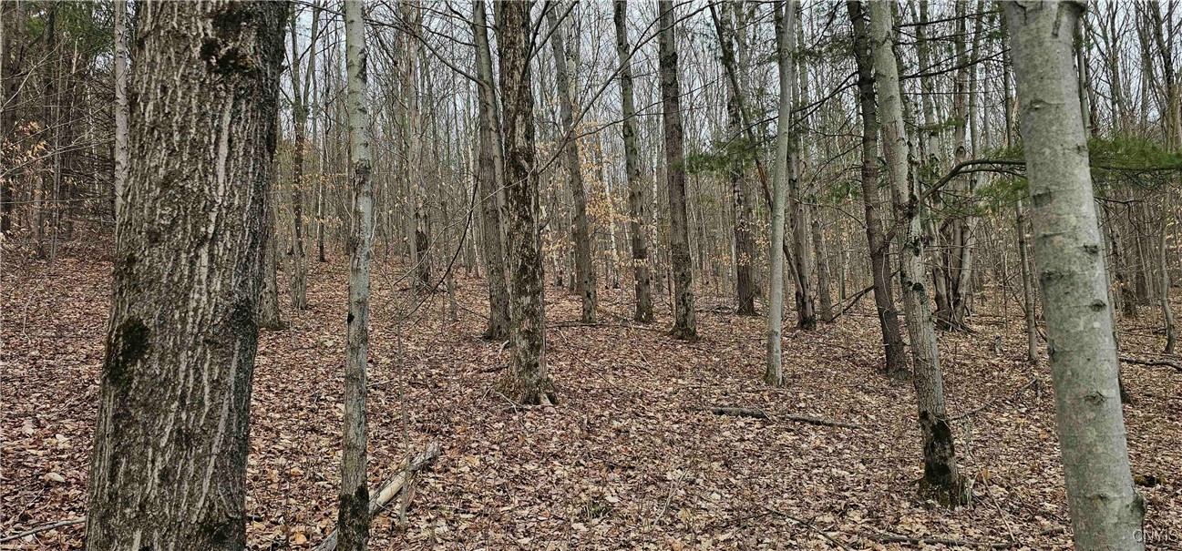 Thayer Road, Erin, New York image 1