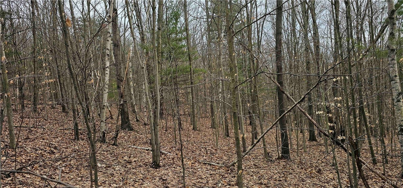 Thayer Road, Erin, New York image 17