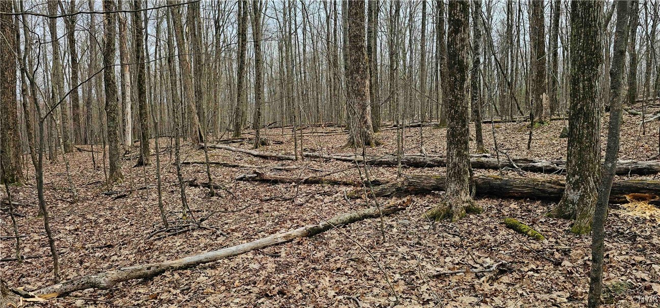 Thayer Road, Erin, New York image 12